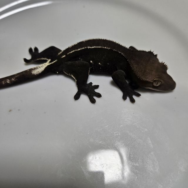 아잔틱
