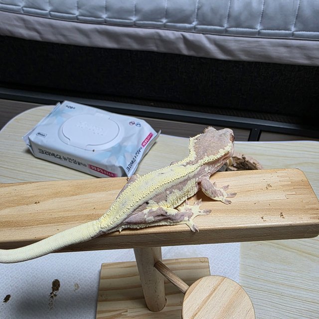 프라푸치노