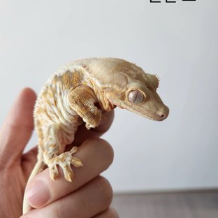 헷 솔리드모