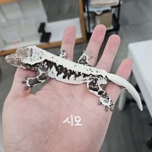 시모개체