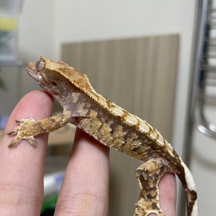 노멀 익스트림할리퀸 화이트스팟