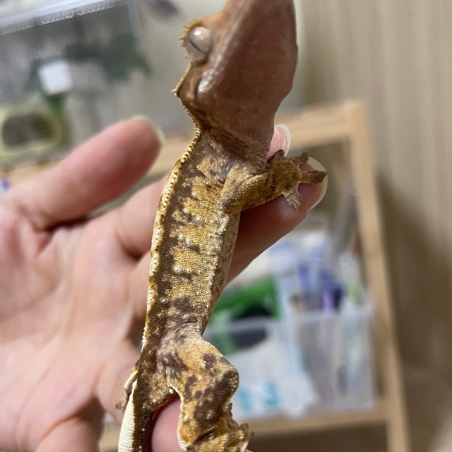 노멀 익스트림할리퀸 화이트스팟