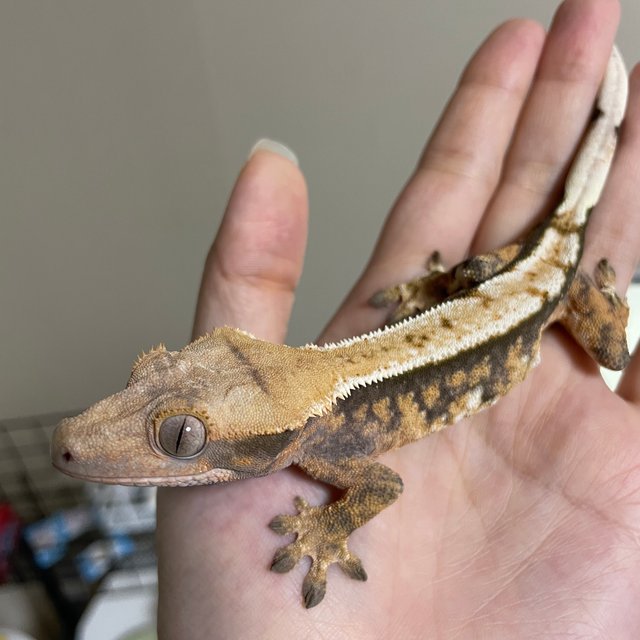 익스트림할리퀸 노멀 트라이