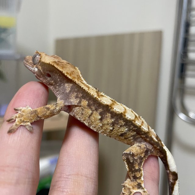 노멀 익스트림할리퀸 화이트스팟