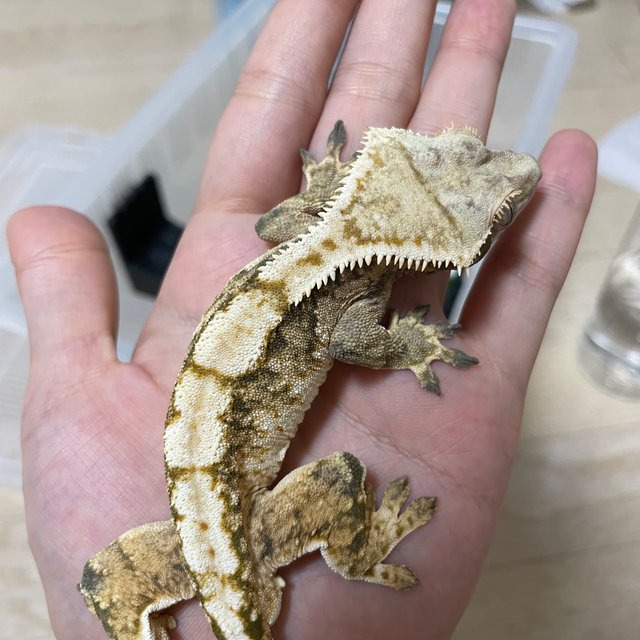 노멀 트라이 익스트림할리퀸