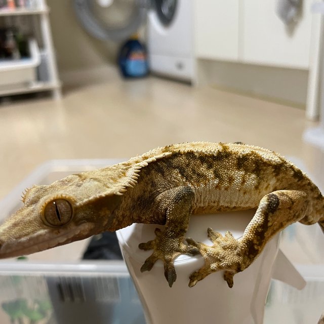 노멀 트라이 익스트림할리퀸