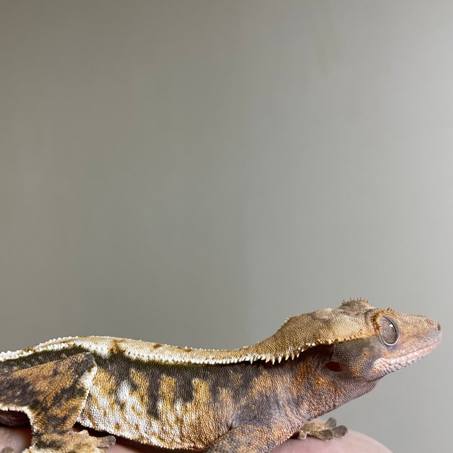 익스트림할리퀸 노멀 트라이