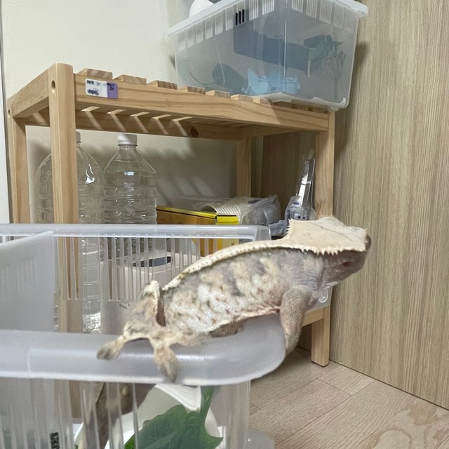 익스트림할리퀸 노멀 트라이