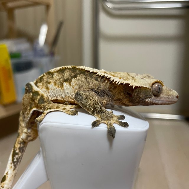 노멀 트라이 익스트림할리퀸