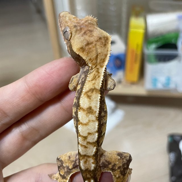 노멀 익스트림할리퀸 화이트스팟