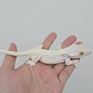 설이