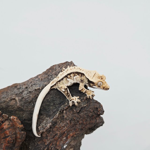 노멀 드리피 화이트스팟