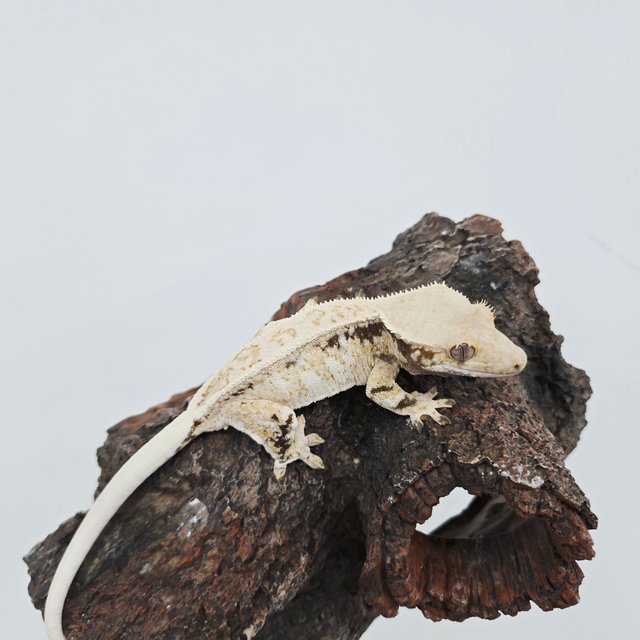 노멀 드리피 화이트스팟