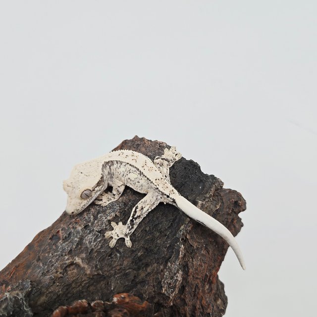 노멀 드리피 화이트스팟