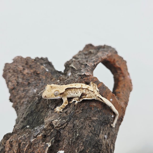 노멀 화이트스팟