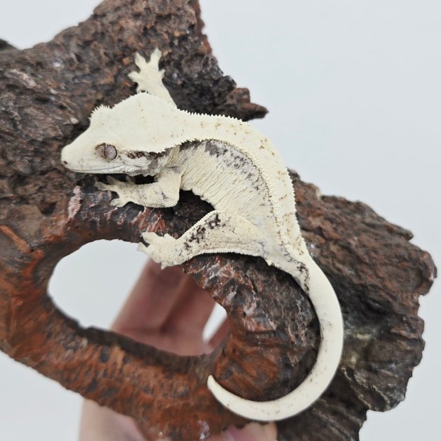 노멀 드리피 화이트스팟