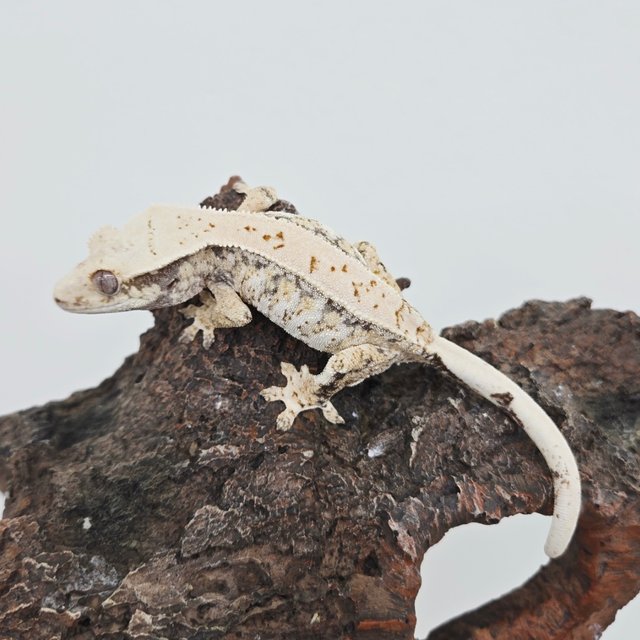 노멀 드리피 화이트스팟