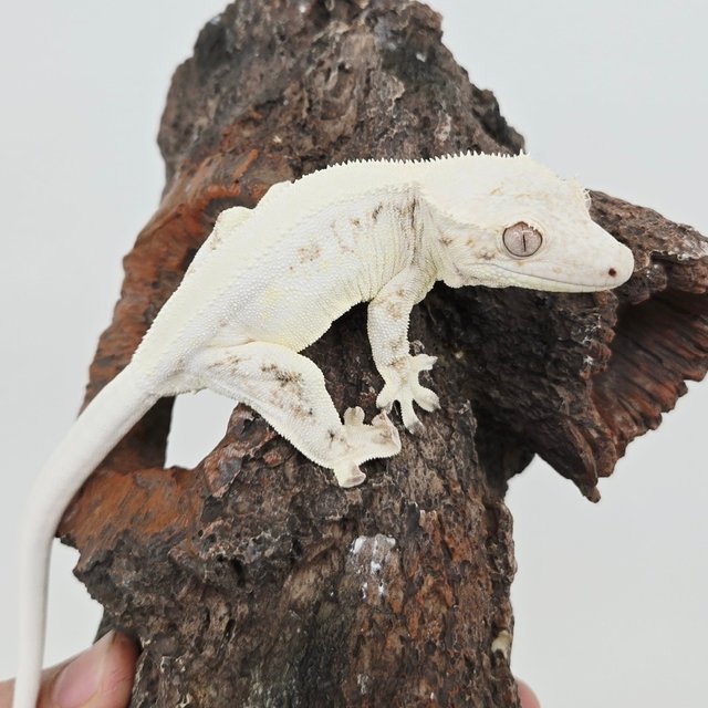 릴리화이트 솔리드백