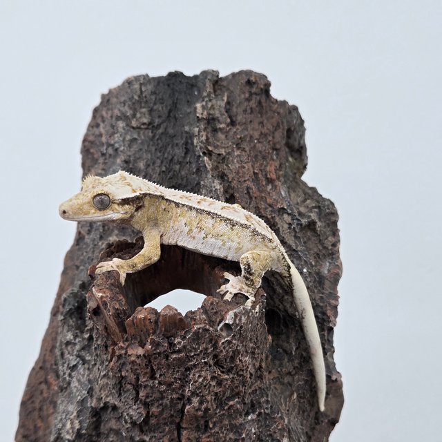 노멀 드리피 화이트스팟