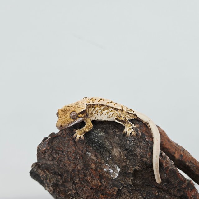 노멀 트라이 드리피