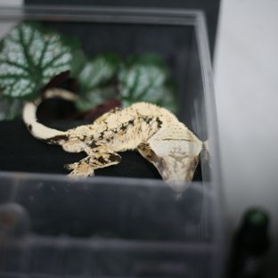 드리피 화이트스팟 화이트포트홀 노멀 텐저린 화이트