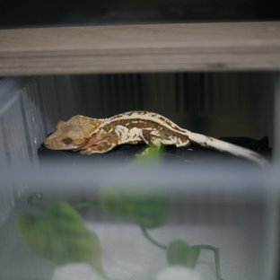 카푸치노 엠티백 쿼드 슈퍼스트라이프 핀스트라이프 드리피