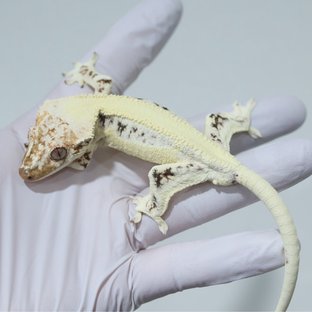 릴리화이트 솔리드백 쿼드 화이트핀 핀스트라이프 드리피