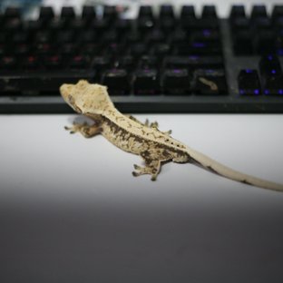 100%헷아잔틱 드리피 풀핀 핀스트라이프