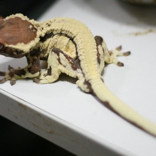 프라푸치노 카푸치노 릴리화이트