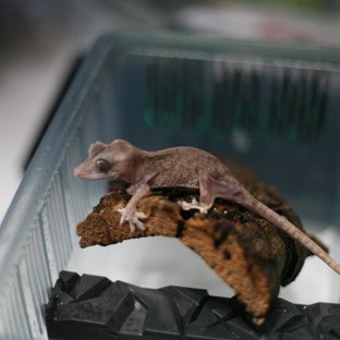 릴리화이트 카푸치노 하이포 팬텀 패턴리스