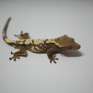 세이블 익스트림할리퀸 드리피 할리퀸