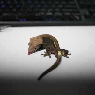 카푸치노 달마시안 벅스킨 팬텀 패턴리스