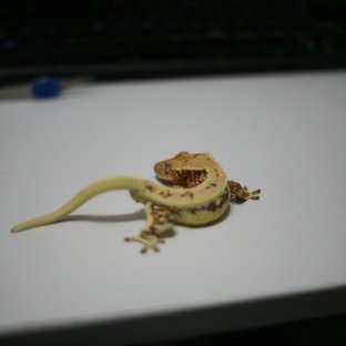 레드 릴리화이트 드리피