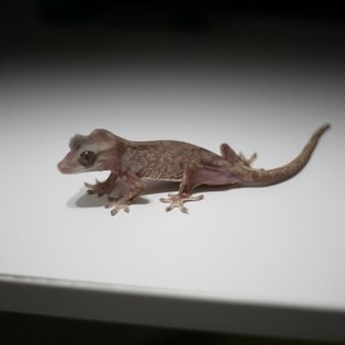 릴리화이트 카푸치노 하이포 팬텀 패턴리스