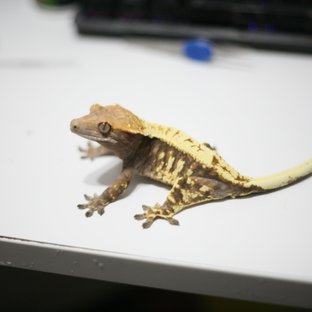 카푸치노 익스트림할리퀸 트라이 드리피