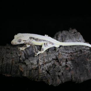 릴리화이트 트라이 솔리드백