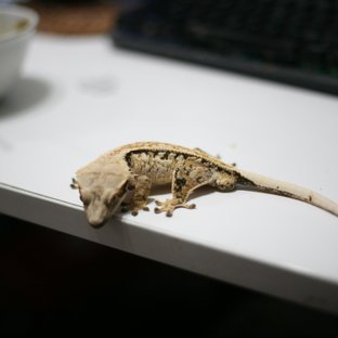 노멀 트라이 텐저린 쿼드 풀핀 핀스트라이프