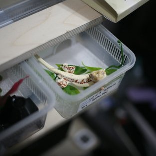 릴리화이트 레드 드리피