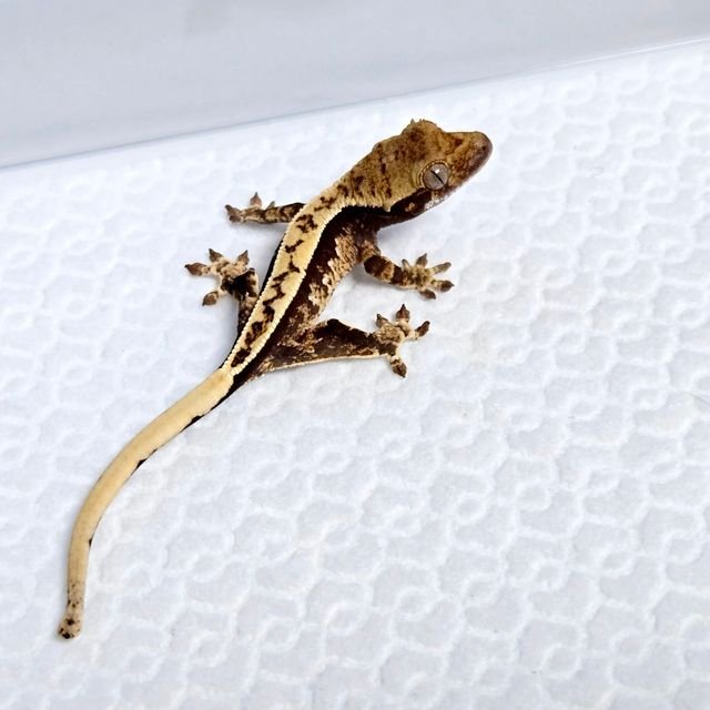 100%헷아잔틱 드리피 풀핀 핀스트라이프