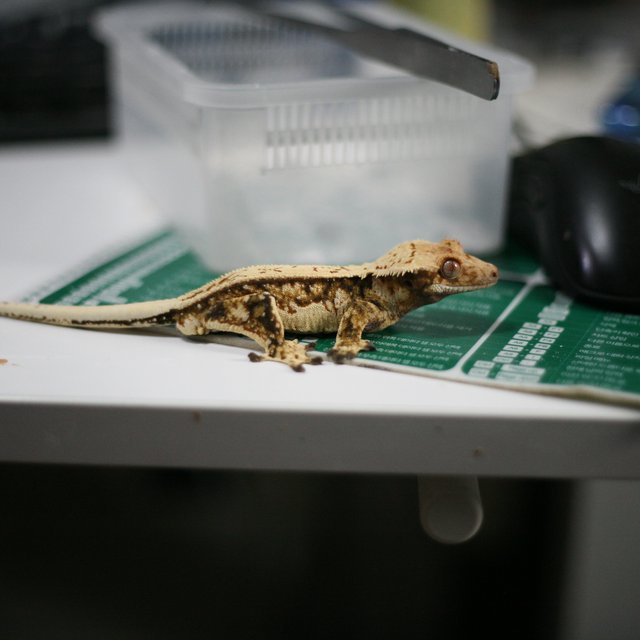 쿼드 핀스트라이프 트라이