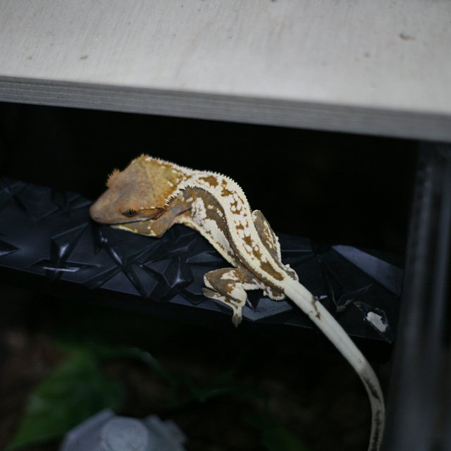 카푸치노 엠티백 쿼드 슈퍼스트라이프 핀스트라이프 드리피