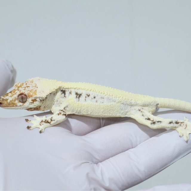 릴리화이트 솔리드백 쿼드 화이트핀 핀스트라이프 드리피