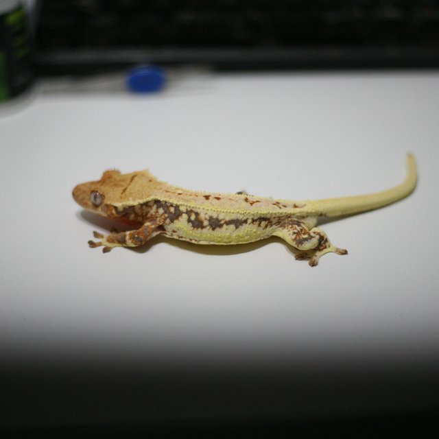 레드 릴리화이트 드리피