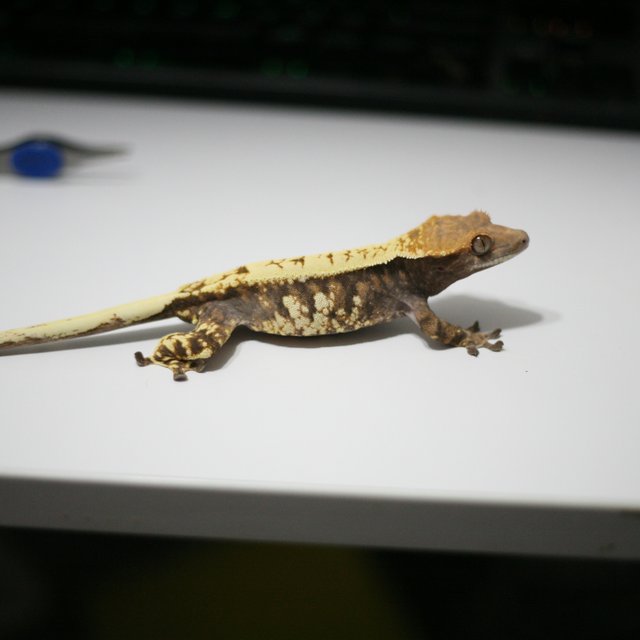 카푸치노 익스트림할리퀸 트라이 드리피