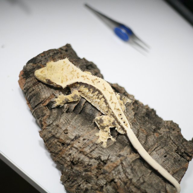 100%헷아잔틱 드리피 풀핀 핀스트라이프