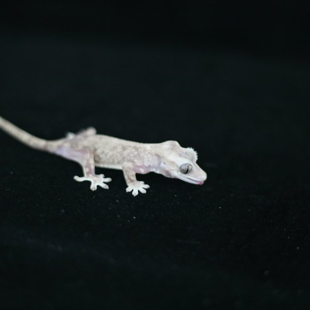 릴리화이트 카푸치노 하이포 팬텀 패턴리스