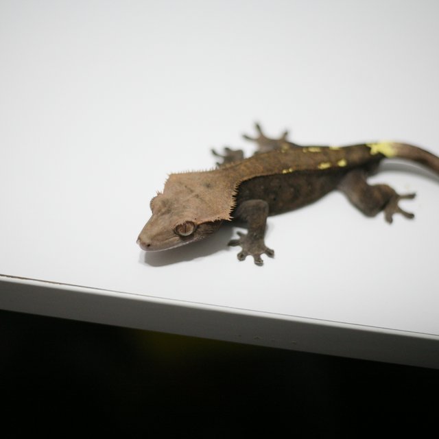 카푸치노 달마시안 벅스킨 팬텀 패턴리스