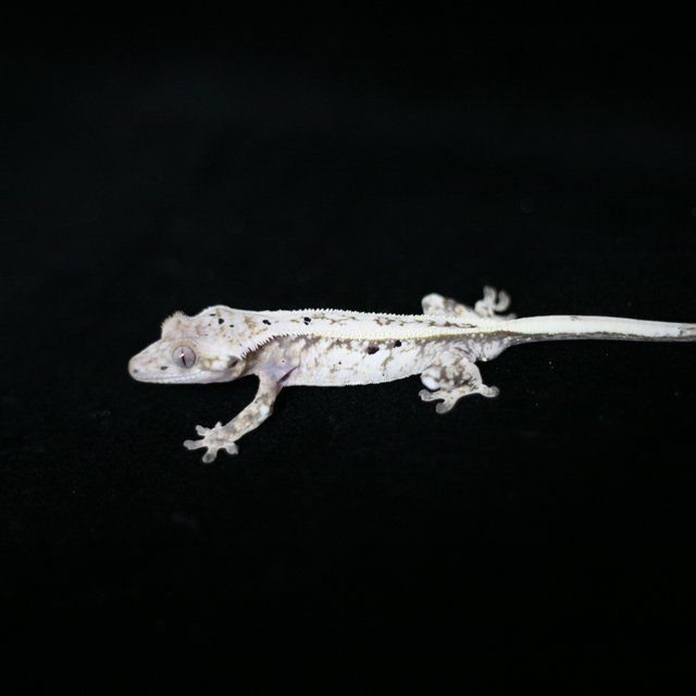 쿼드 풀핀 세이블 달마시안 드리피