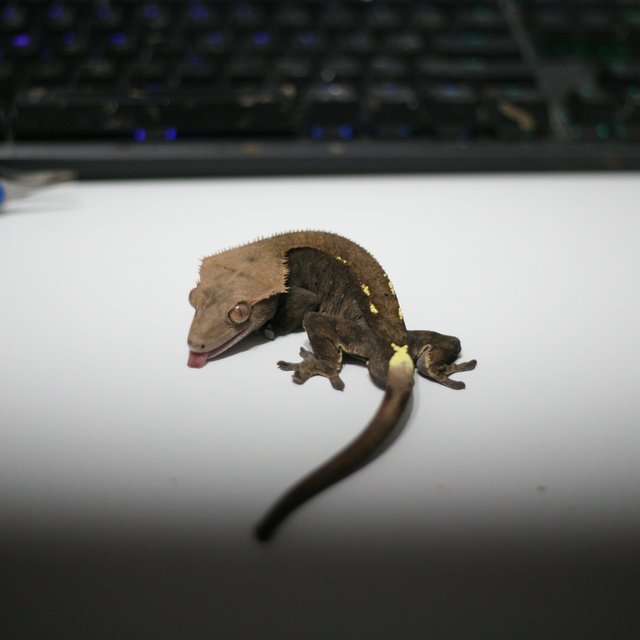 카푸치노 달마시안 벅스킨 팬텀 패턴리스