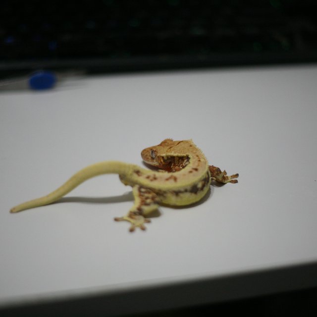 레드 릴리화이트 드리피